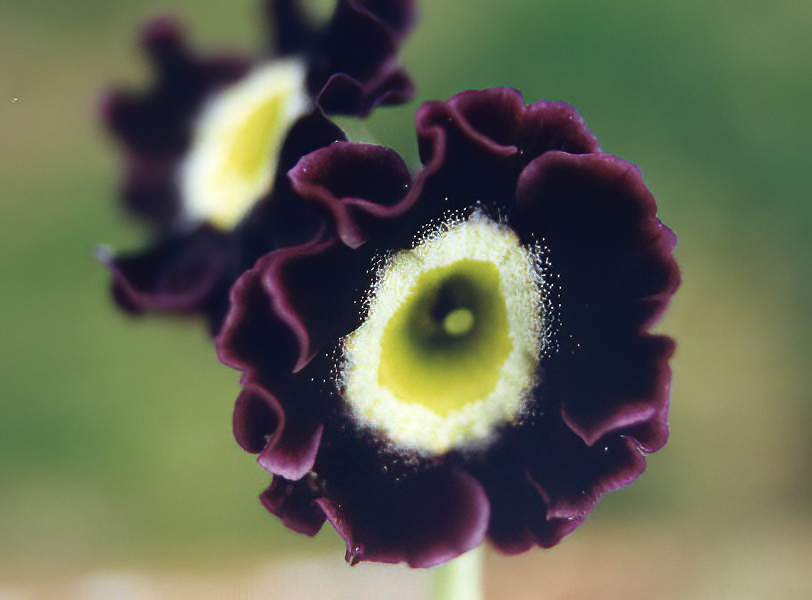Primula x pubescens photo
